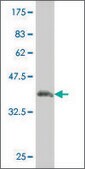 Monoclonal Anti-JAG1 antibody produced in mouse clone 1B7, purified immunoglobulin, buffered aqueous solution