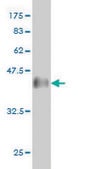 Monoclonal Anti-DNAJB2 antibody produced in mouse clone 2C9, purified immunoglobulin, buffered aqueous solution