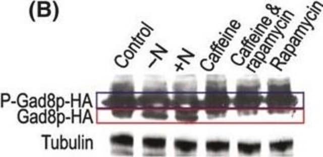 Monoclonal Anti-HA antibody produced in mouse clone HA-7, ascites fluid