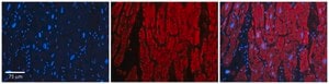 Anti-OTUD7B antibody produced in rabbit affinity isolated antibody