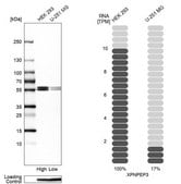 Anti-XPNPEP3 antibody produced in rabbit Prestige Antibodies&#174; Powered by Atlas Antibodies, affinity isolated antibody, buffered aqueous glycerol solution