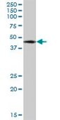Anti-WWOX antibody produced in mouse purified immunoglobulin, buffered aqueous solution