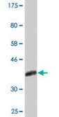 Monoclonal Anti-CNOT2, (C-terminal) antibody produced in mouse clone 3F1, ascites fluid