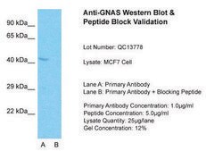 Anti-GNAS antibody produced in rabbit affinity isolated antibody