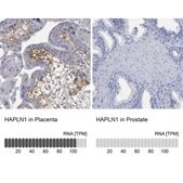 Anti-HAPLN1 antibody produced in rabbit Prestige Antibodies&#174; Powered by Atlas Antibodies, affinity isolated antibody, buffered aqueous glycerol solution, Ab2