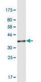Monoclonal Anti-TSFM antibody produced in mouse clone 3G10, purified immunoglobulin, buffered aqueous solution