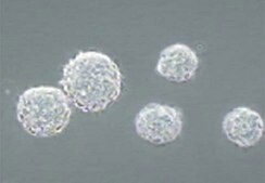 白血病抑制因子人 5 &#181;g, human recombinant LIF protein, expressed in E. coli, suitable for stem cell culture