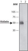 Anti-Visfatin (C-terminal) antibody produced in rabbit ~1.5 mg/mL, affinity isolated antibody, buffered aqueous solution