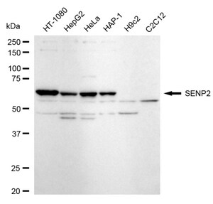 Anti SUMO Specific Peptidase 2 Antibody, clone 24GB1120, Rabbit Monoclonal clone 24GB1120, recombinant rabbit monoclonal, expressed in HEK293 cells