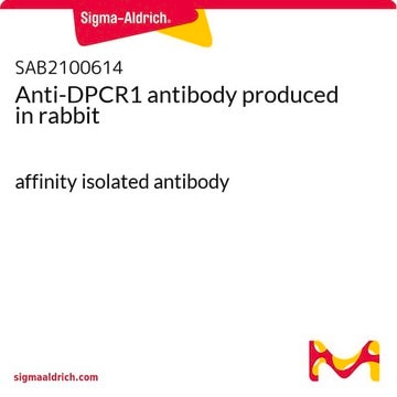 Anti-DPCR1 antibody produced in rabbit affinity isolated antibody