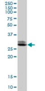 Anti-TTC33 antibody produced in mouse purified immunoglobulin, buffered aqueous solution