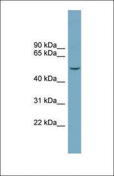 Anti-FAM98A antibody produced in rabbit affinity isolated antibody
