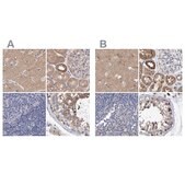 Anti-EFR3A antibody produced in rabbit Prestige Antibodies&#174; Powered by Atlas Antibodies, affinity isolated antibody, buffered aqueous glycerol solution, Ab2