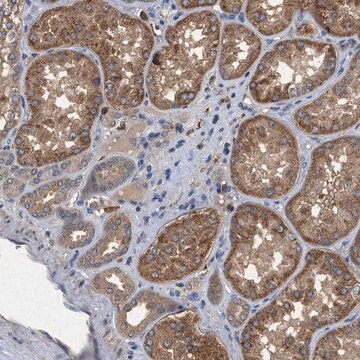 ANTI-CDK15 antibody produced in rabbit Prestige Antibodies&#174; Powered by Atlas Antibodies, affinity isolated antibody, buffered aqueous glycerol solution