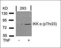 Anti-phospho-CHUK (pThr23) antibody produced in rabbit affinity isolated antibody
