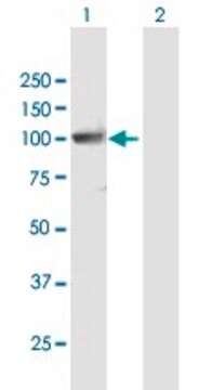 Anti-PCDHGA10 antibody produced in mouse purified immunoglobulin, buffered aqueous solution