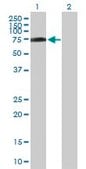 Anti-R3HDM2 antibody produced in mouse purified immunoglobulin, buffered aqueous solution