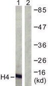 Anti-Histone H4 antibody produced in rabbit affinity isolated antibody