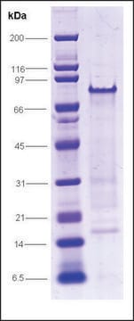 RNA聚合酶II，C端域，GST标记 人 recombinant, expressed in E. coli, &#8805;70% (SDS-PAGE)