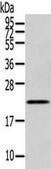 Anti-RAB17 affinity isolated antibody