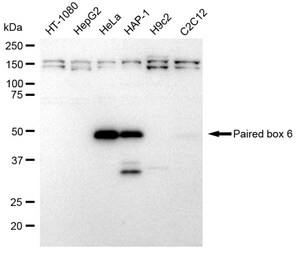 KD-Validated Anti Paired box 6 Antibody, clone 23GB2875, Rabbit Monoclonal clone 23GB2875, recombinant rabbit monoclonal, expressed in HEK293 cells