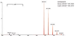 SILu™Prot VEGFA血管内皮生长因子A&nbsp; 人 recombinant, expressed in HEK 293 cells, SIL MS Protein Standard, 13C- and 15N-labeled
