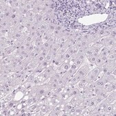 Anti-SCT antibody produced in rabbit Prestige Antibodies&#174; Powered by Atlas Antibodies, affinity isolated antibody, buffered aqueous glycerol solution