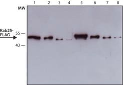 大鼠单克隆抗-FLAG&#174; 抗体 clone 6F7, purified from hybridoma cell culture