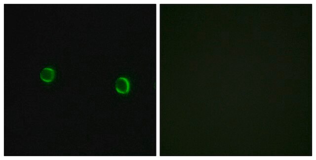 Anti-OR5AS1 antibody produced in rabbit affinity isolated antibody