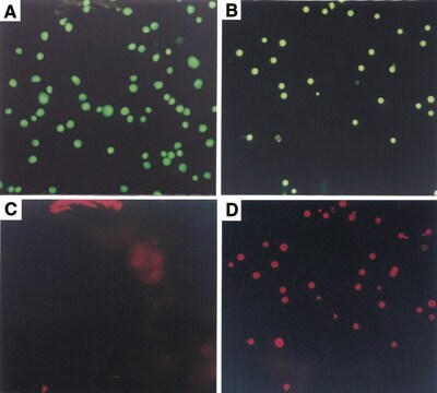 Annexin V-Cy3&#8482; 细胞凋亡检测试剂盒