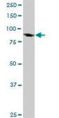 Anti-TCEB3 antibody produced in rabbit purified immunoglobulin, buffered aqueous solution