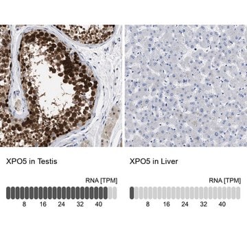 Anti-XPO5 antibody produced in rabbit Prestige Antibodies&#174; Powered by Atlas Antibodies, affinity isolated antibody, buffered aqueous glycerol solution
