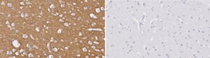 Anti-Syntaxin-1A Antibody, clone 2B21 ZooMAb® Rabbit Monoclonal recombinant, expressed in HEK 293 cells