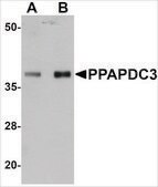 Anti-PPAPDC3 antibody produced in rabbit affinity isolated antibody, buffered aqueous solution