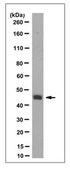 Anti-SMARCB1 Antibody, clone 2C2 clone 2C2, from mouse