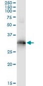 Monoclonal Anti-HOXB9 antibody produced in mouse clone 4C3, purified immunoglobulin, buffered aqueous solution