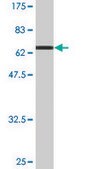 Monoclonal Anti-AHCY antibody produced in mouse clone 4H2, ascites fluid