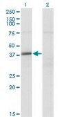 Monoclonal Anti-FAM62B antibody produced in mouse clone 4C3, purified immunoglobulin, buffered aqueous solution