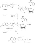荧光素酶 来源于北美萤火虫 （萤火虫） recombinant, expressed in E. coli, lyophilized powder, &#8805;10×1010&#160;units/mg protein