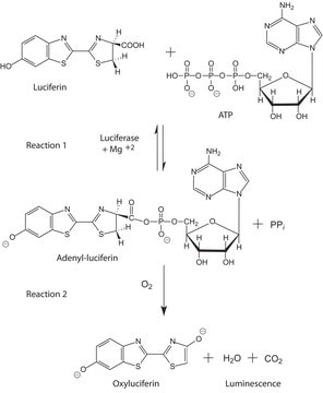 Adenosine 5&#8242;-triphosphate (ATP) assay mix lyophilized powder