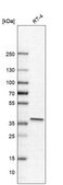 Anti-NFKBIA antibody produced in rabbit Prestige Antibodies&#174; Powered by Atlas Antibodies, affinity isolated antibody, buffered aqueous glycerol solution
