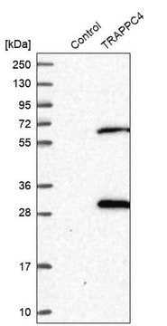 Anti-TRAPPC4 antibody produced in rabbit Prestige Antibodies&#174; Powered by Atlas Antibodies, affinity isolated antibody, buffered aqueous glycerol solution