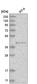 Anti-PM20D2 antibody produced in rabbit Prestige Antibodies&#174; Powered by Atlas Antibodies, affinity isolated antibody