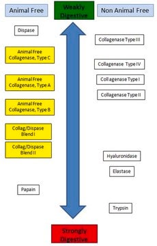 Animal Free Collagenase, Type B Animal Free Collagenase, Type B, is designed to have collagenase and secondary proteases similar to Types II collagenase.