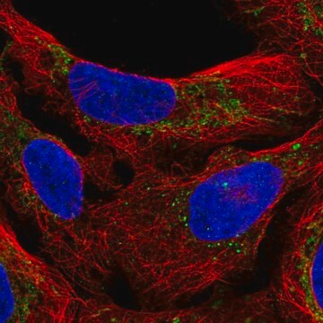 Anti-M1AP antibody produced in rabbit Prestige Antibodies&#174; Powered by Atlas Antibodies, affinity isolated antibody