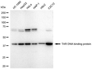 KD-Validated Anti TAR DNA binding protein Antibody, clone 23GB2405, Rabbit Monoclonal clone 23GB2405, recombinant rabbit monoclonal, expressed in HEK293 cells