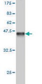 Monoclonal Anti-TESK2 antibody produced in mouse clone 1A8, purified immunoglobulin, buffered aqueous solution