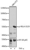 Anti-Phospho-RELA-S529 antibody produced in rabbit