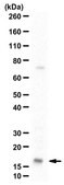 抗-白介素-1&#946; from rabbit, purified by affinity chromatography