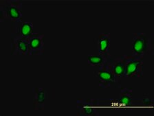 Monoclonal Anti-CDC2 antibody produced in mouse clone 1A4-1A9, purified immunoglobulin, buffered aqueous solution
